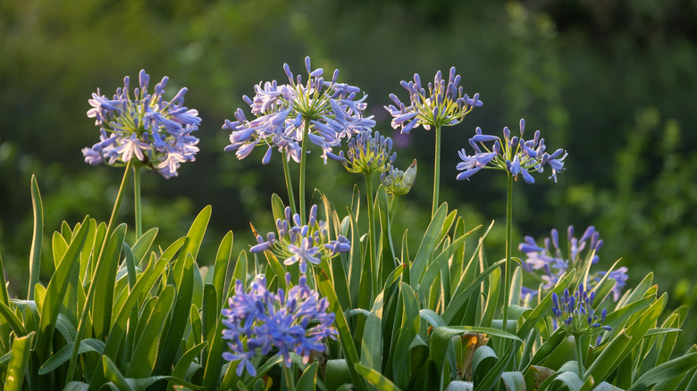 Agapanthus with beautiful purple blooms