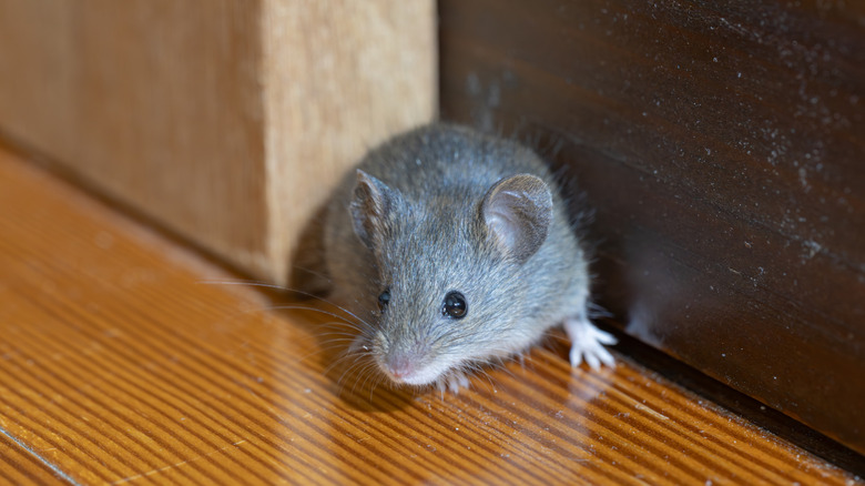 a mouse in the hallway by the pantry door