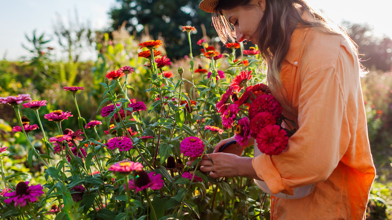 A woman in her garden holds a bouquet of zinnias in one arm while picking more flowers with her hands.