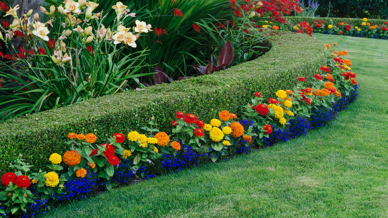 Zinnias growing in a border in front of a low, neatly trimmed boxwood hedge.