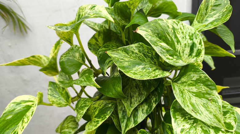 Closeup of a full pothos plant with varigated leaves