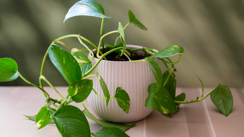 Pothos plant in a white pot