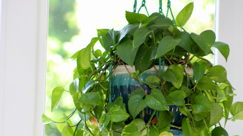 Large pothos plant hanging from a plant hanger