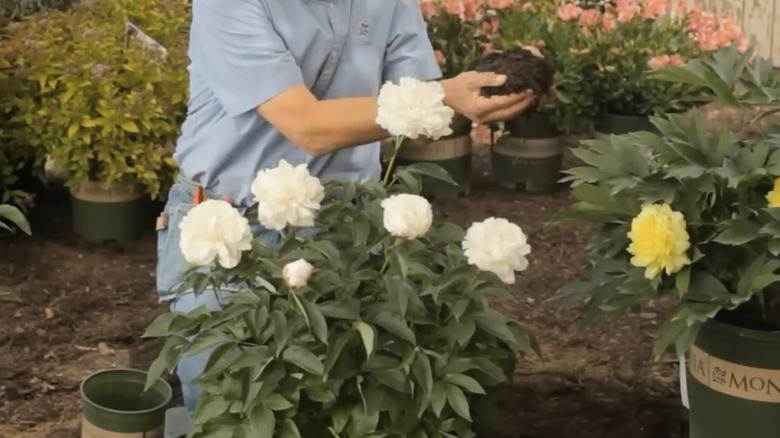 A gardener holds a handful of compost that they are applying around the base of a white-flowering peony.