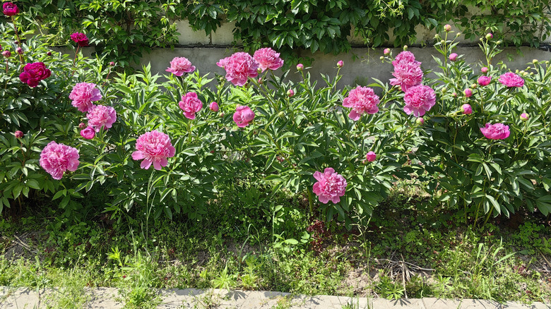 Pink peonies in a garden.