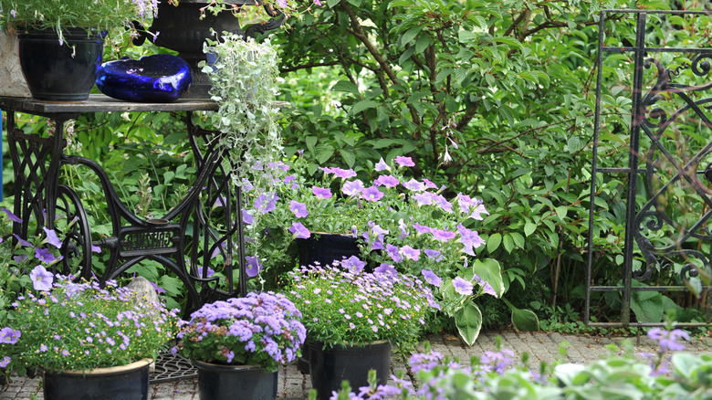 Various flowers pots planted with annuals.