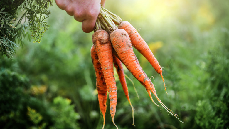A person's hand holds several carrots that have been pulled from the ground.