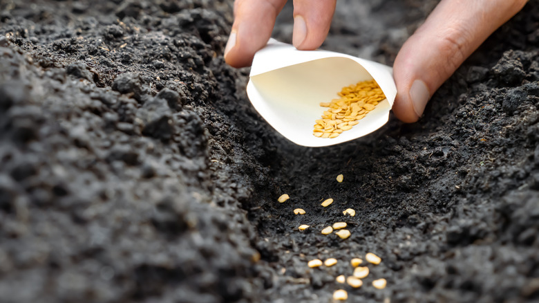 A hand holding a packet sows seeds directly into a garden bed.