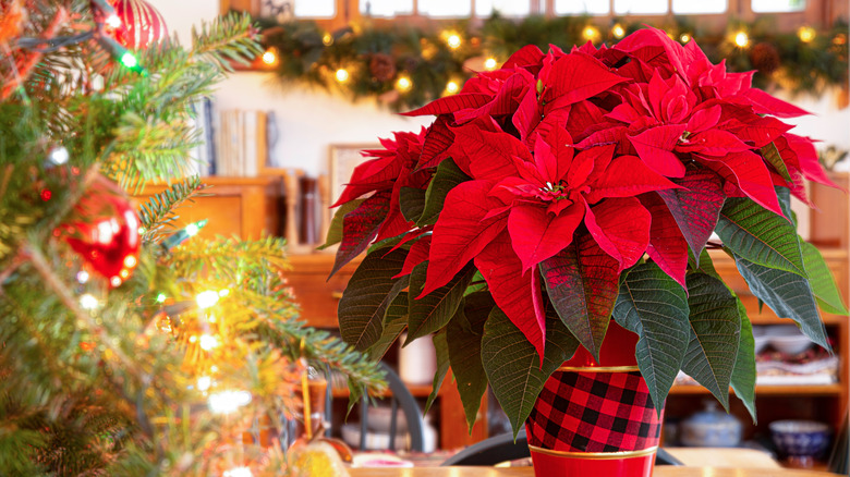 Christmas poinsettia in a red and plaid pot