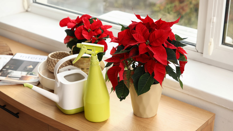 Poinsettia with brilliant red leaves sits on a table with a watering can and a spray bottle