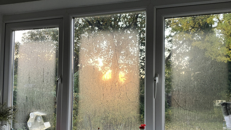 condensation on window overlooking yard