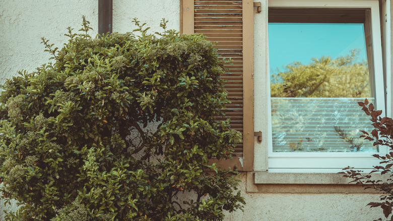 bushes growing near window
