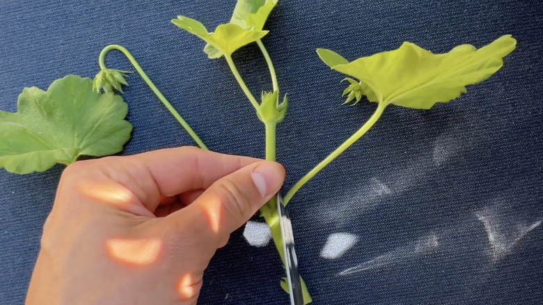 hands holding a geranium cutting removing lower leaves