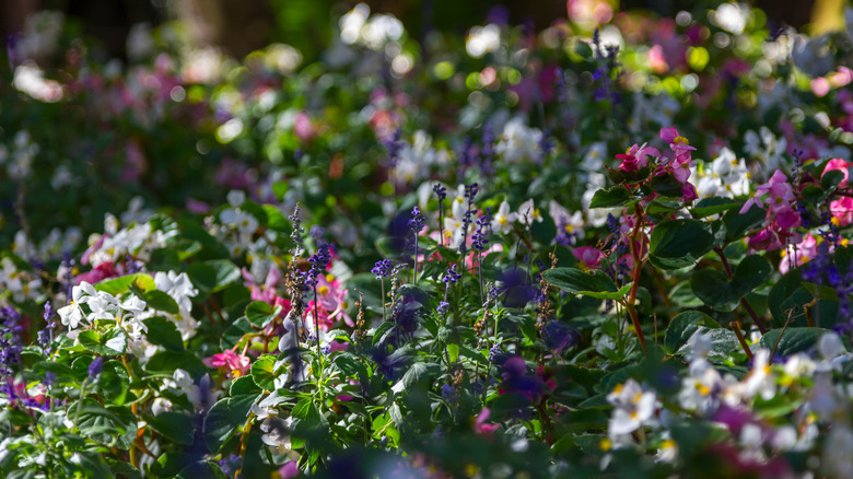 For More Stunning Blue Flowers, Avoid Planting These Perennials In The Shade