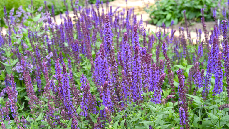 Salvia shrub with many purple-blue blooms