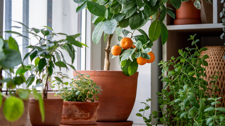 An indoor fruit tree on a windowsill.