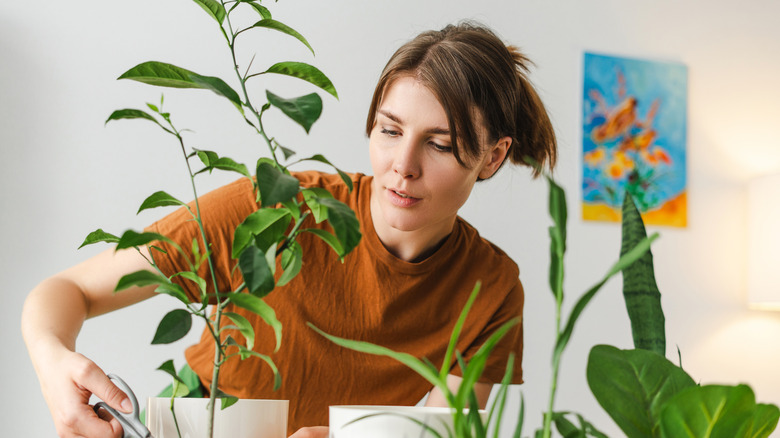 A gardener pruning a small citrus tree in her home.
