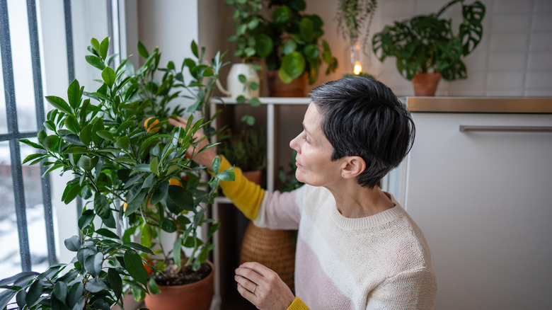 A gardener caring for a small, indoor bush.