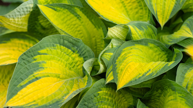 close up of green and yellow hosta leaves