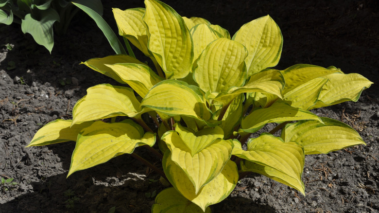 yellow hosta variety 'August Moon'