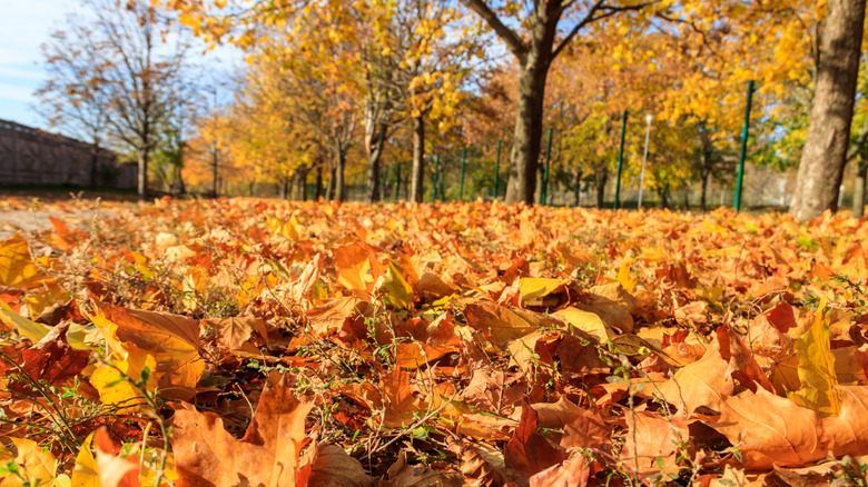 A yard full of fall leaves awaits removal.