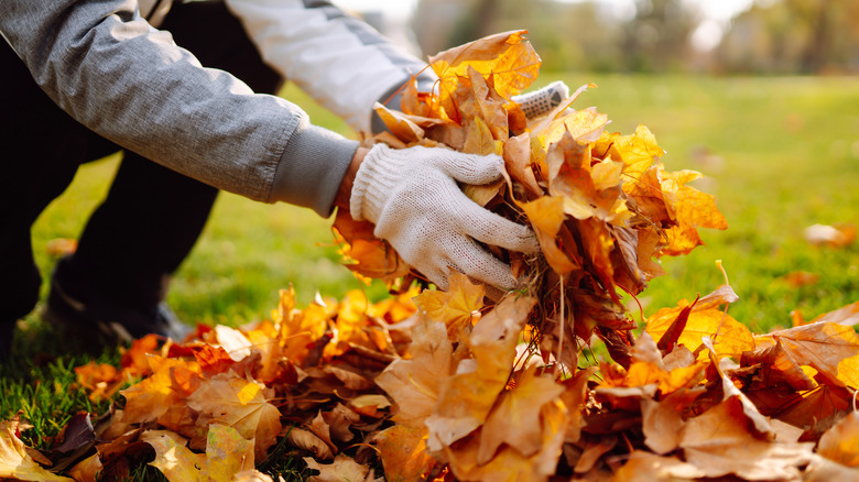 Hands picking up leaves off lawn