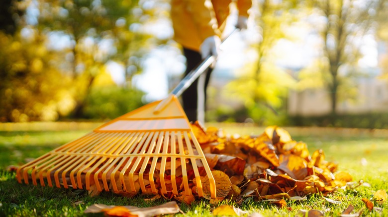 A person raking a small pile of leaves