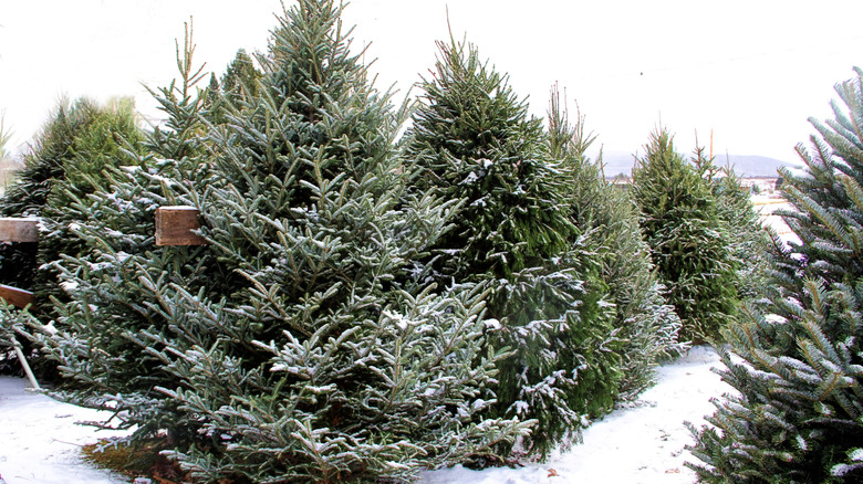 Fraser firs in a snow-covered Christmas tree sales lot