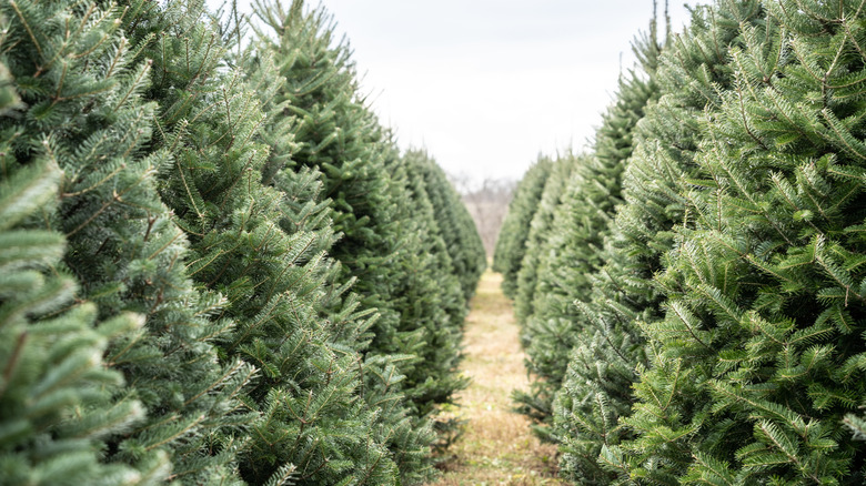 Rows of green Christmas trees at a Christmas tree farm.