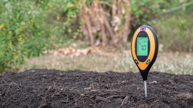 A soil pH tester inserted into a garden bed in a backyard.