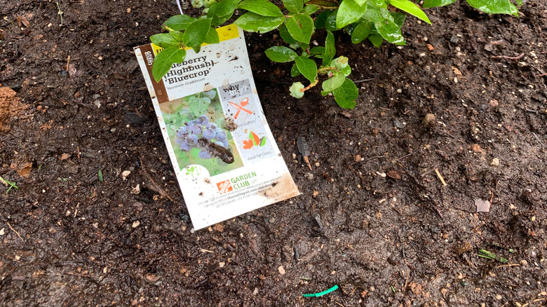 A blueberry shrub growing in a home garden.