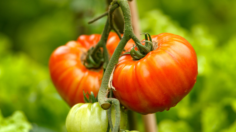 Large, juicy red tomatoes on the vine.
