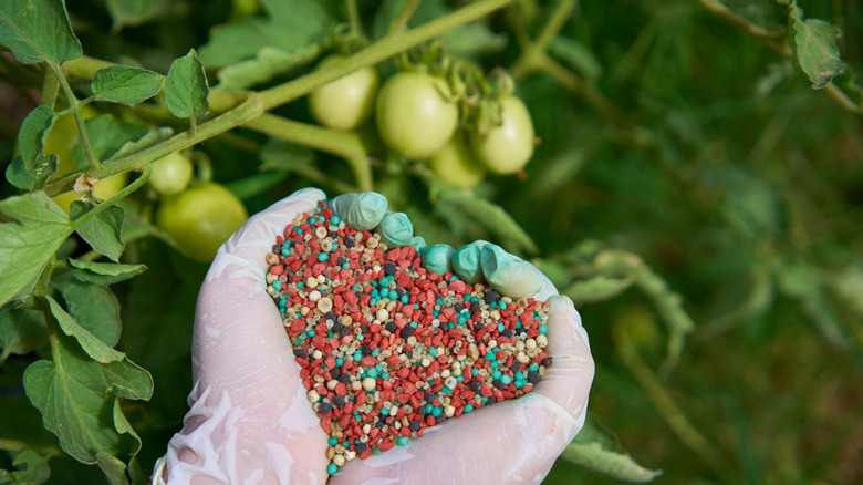 Colorful fertilizer in gloved hands by tomato plants.