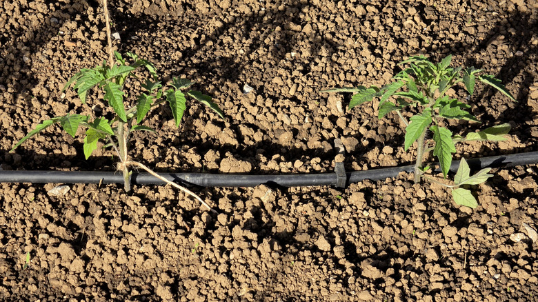 Tomato plants with drip irrigation to ensure a juicy harvest.