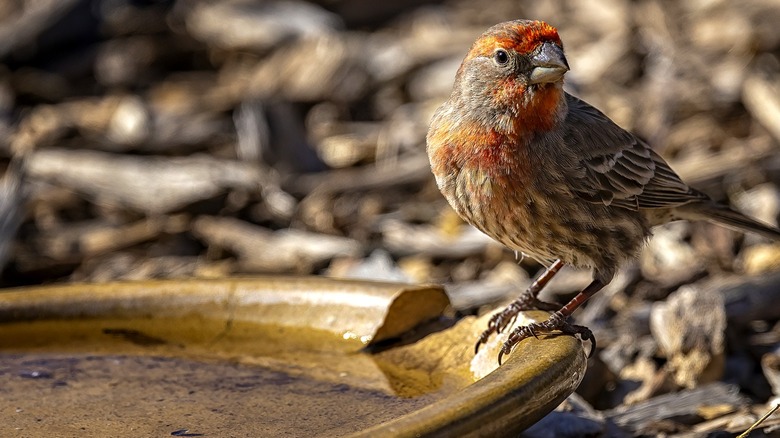A bird sits on the edge of a water dish on the ground