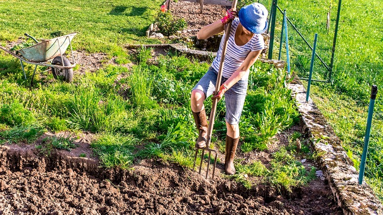 A garden steps on a garden fork to press it into the soil