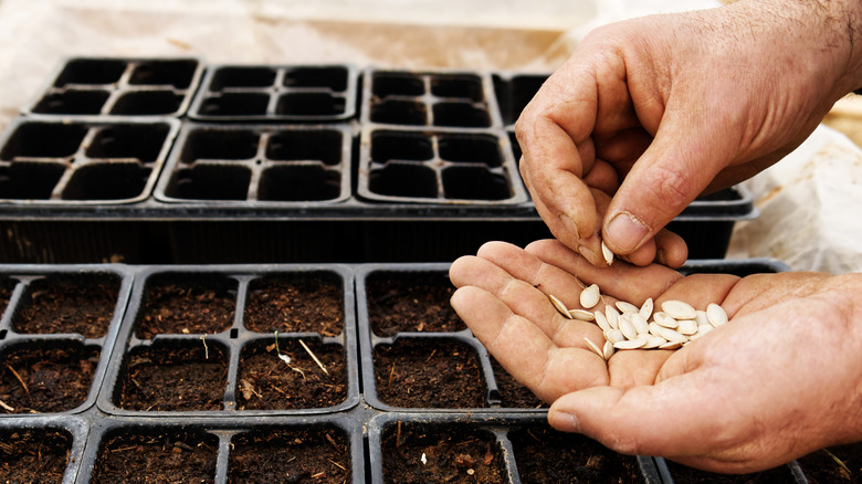 Zucchini seeds