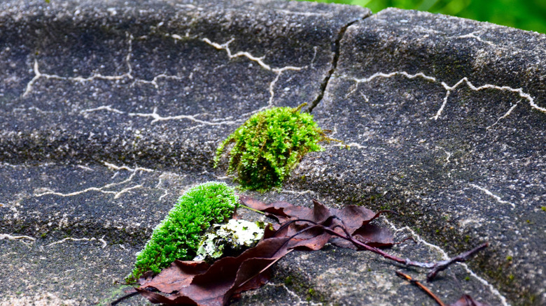 a concrete bird bath with cracks and moss