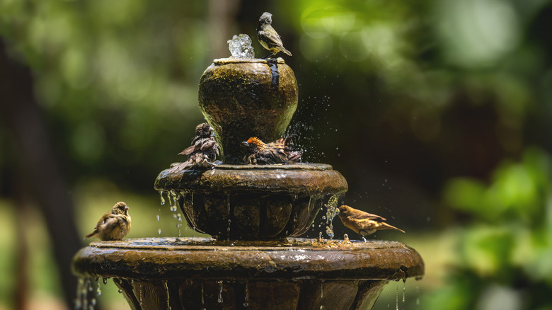 Birds bathing in a fountain waterfall