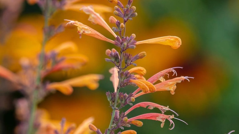 Close-up shot of 'Apricot Sunrise' giant hyssop growing in garden