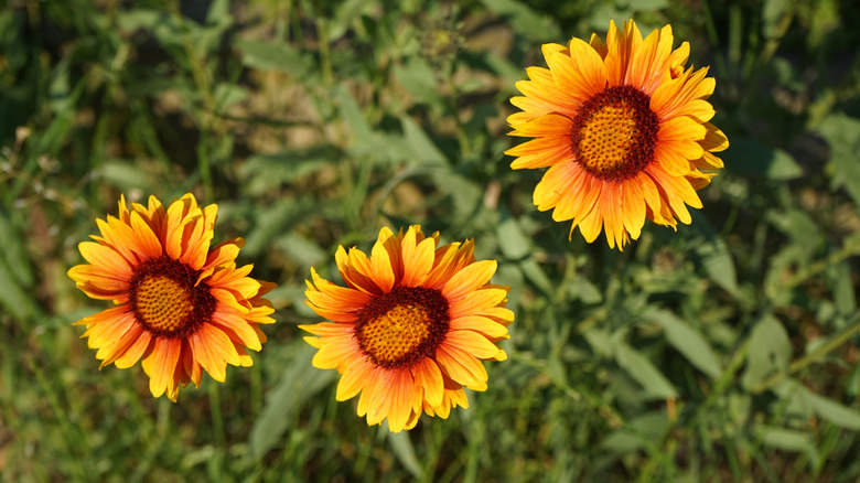 Red-tinged yellow flowers of blanket flower