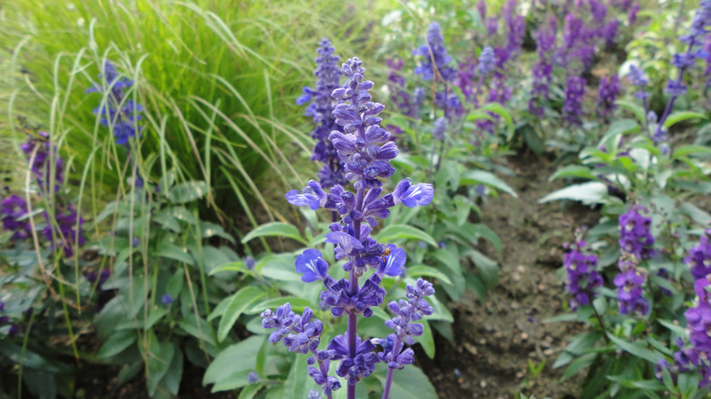 Pale blue flowers of blue sage growing in garden