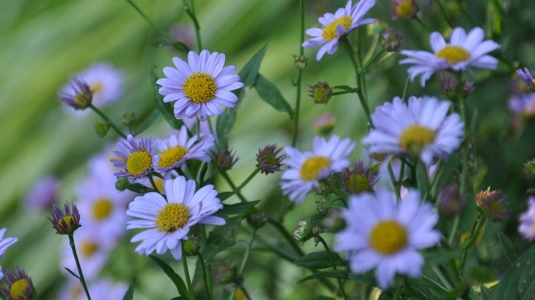 'Blue Star' kalmeris blooming in garden