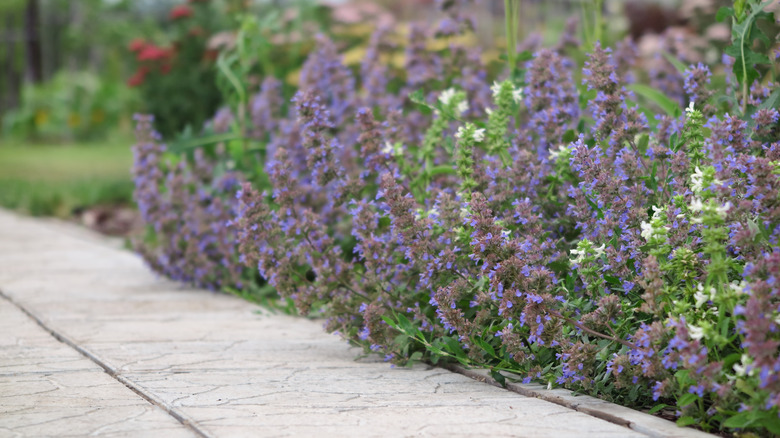'Blue Wonder' nepeta lining the path in a garden