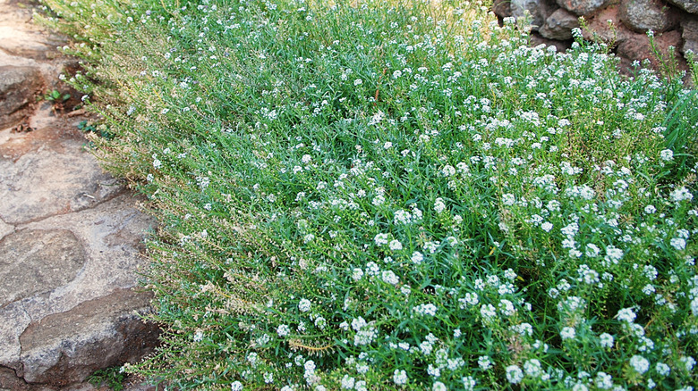 White 'Bristol Fairy' baby's breath growing on stone steps in a garden