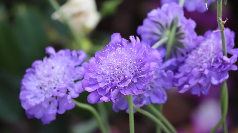 Lavender blooms of 'Butterfly Blue' pincushion flower