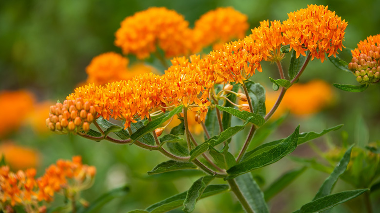 Orange flowers of butterfly weed blooming in garden