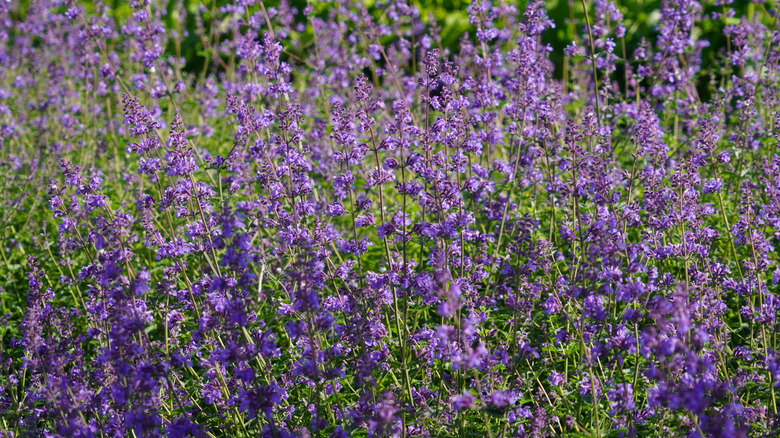 Purple flowers of 'Cat's Pajamas' catmint in bloom