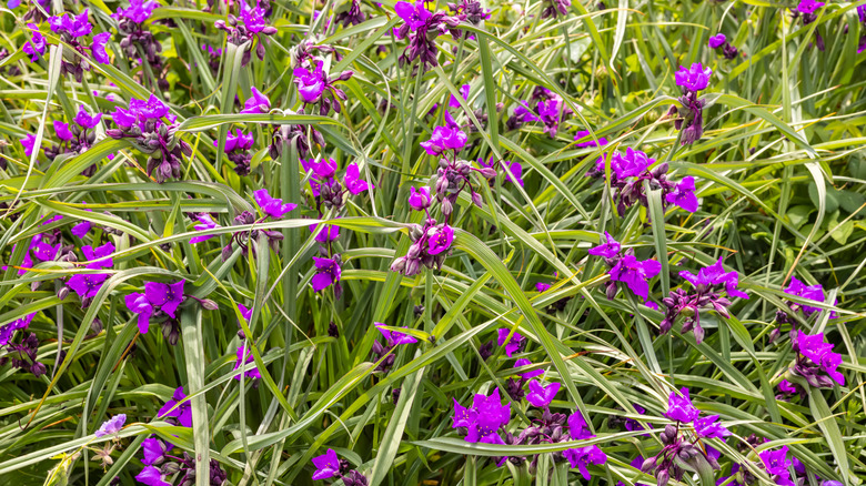 Small purple flowers of 'Concord Grape' spiderwort in bloom