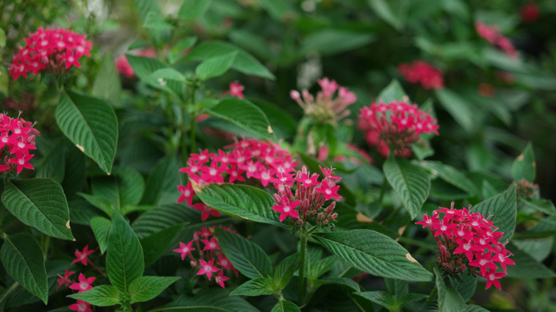 Red blooms of 'Double Play Doozie' spirea in clusters